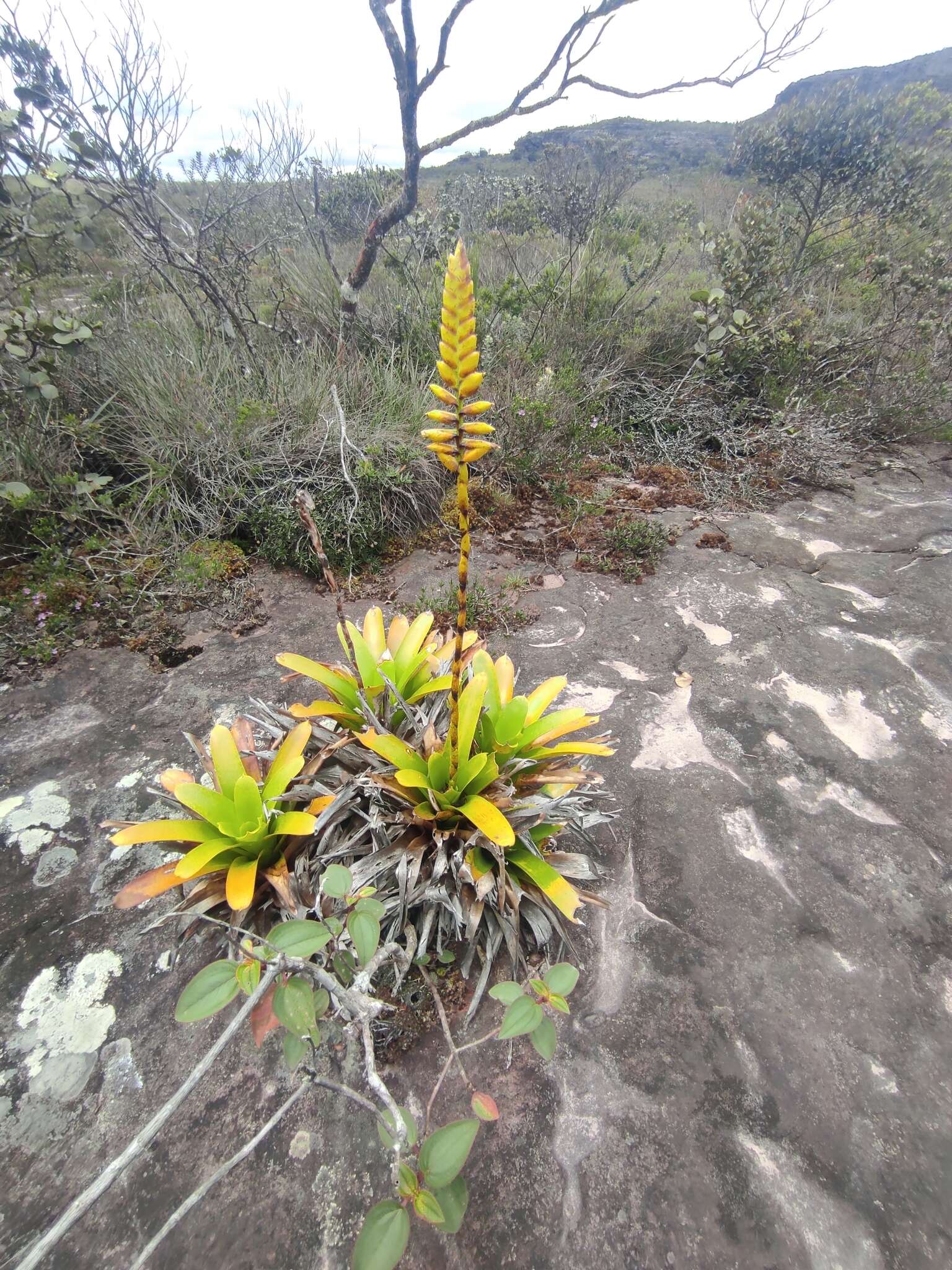 Image of Vriesea chapadensis Leme