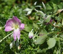 Image of silvery cranesbill