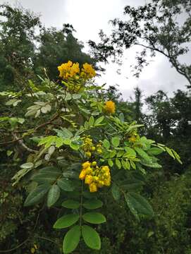 Image of limestone senna