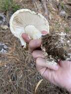 Plancia ëd Amanita smithiana Bas 1969