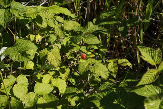 Image of Rubus sachalinensis H. Lév.