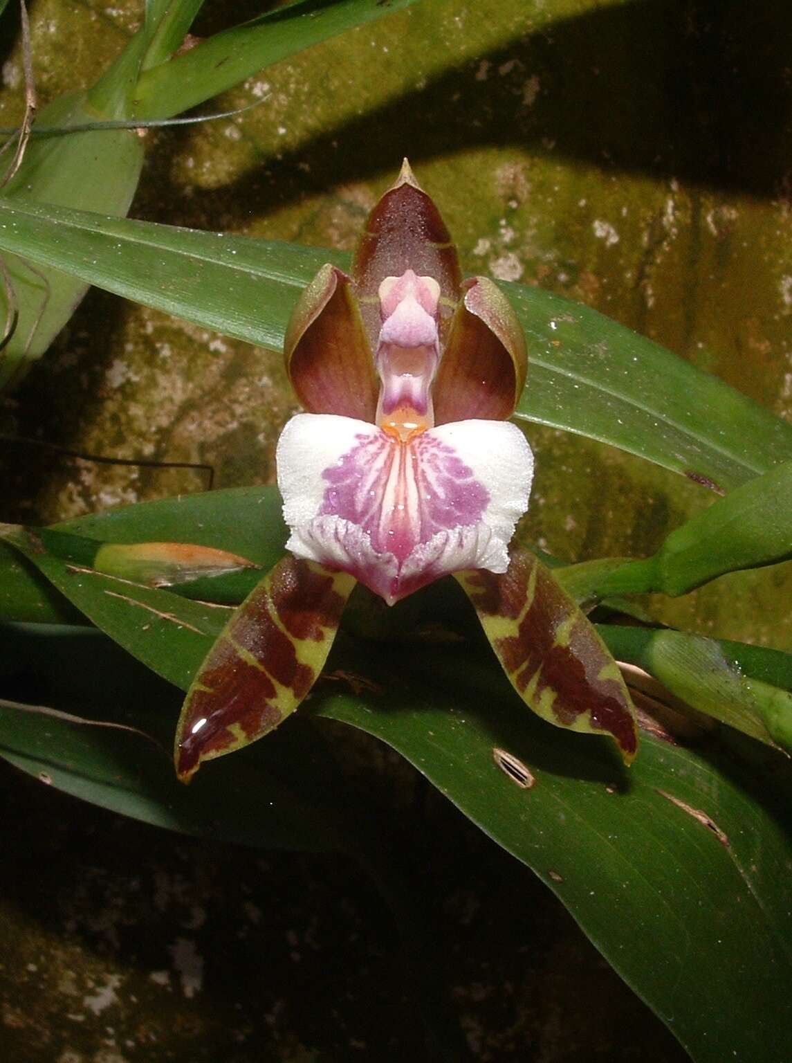 Image of Aspasia epidendroides Lindl.