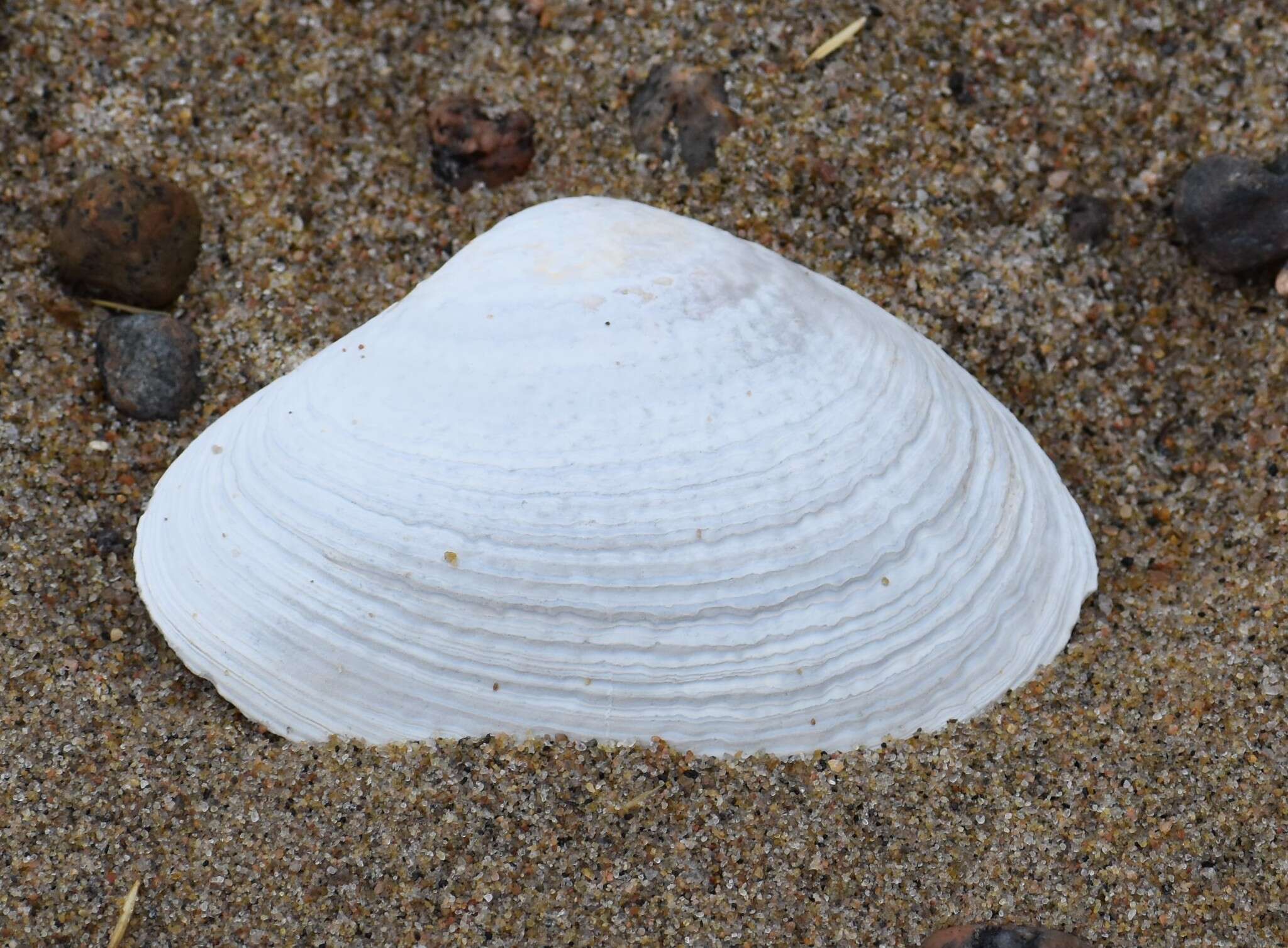 Image of Arctic surfclam