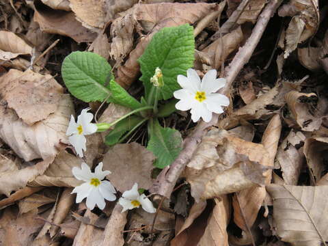 Image of Primula acaulis subsp. rubra (Sm.) Greuter & Burdet