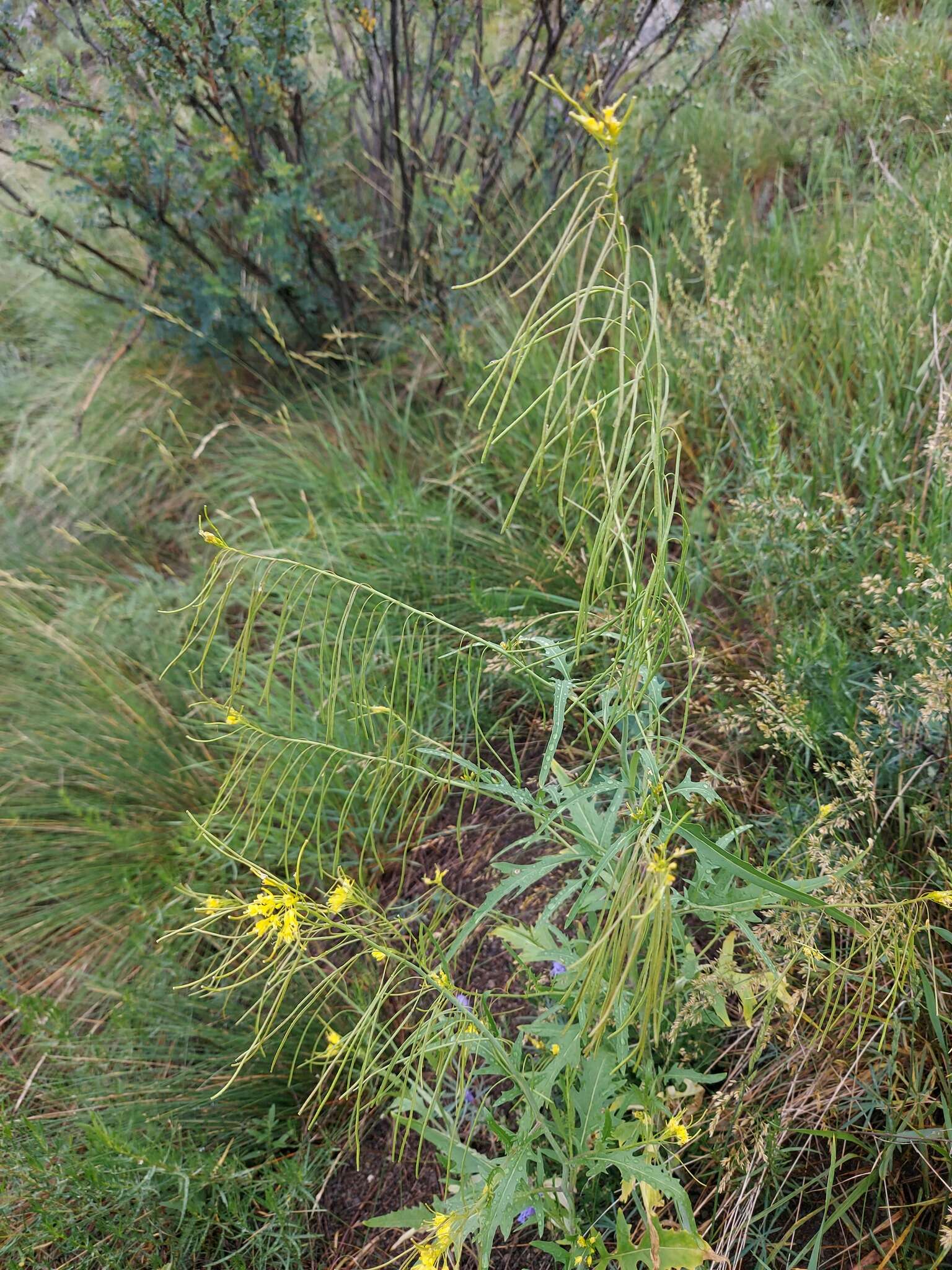 Plancia ëd Sisymbrium heteromallum C. A. Mey.