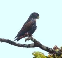 Image of Bronze-winged Parrot