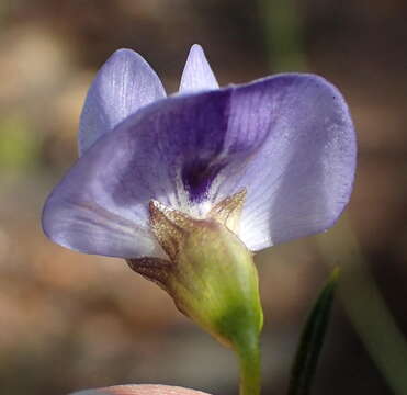 Plancia ëd <i>Psoralea diturnerae</i>