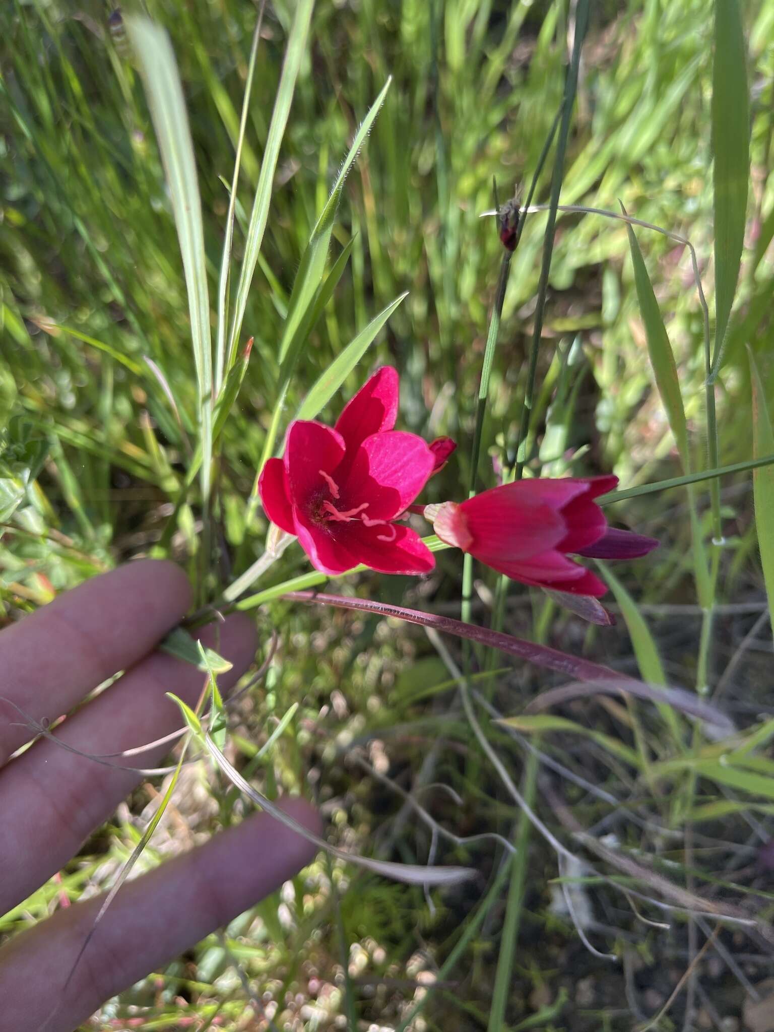 Image of Geissorhiza inflexa (D. Delaroche) Ker Gawl.