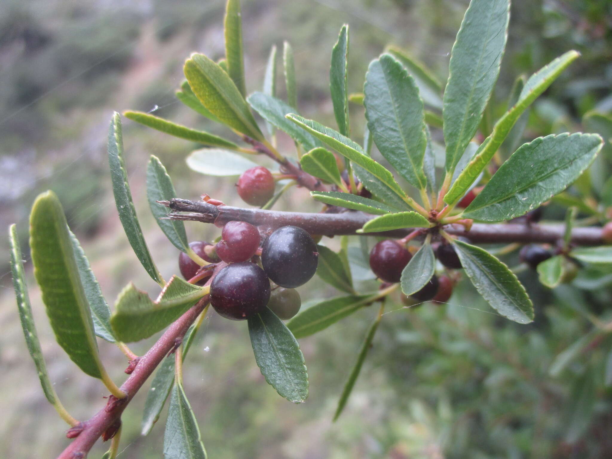 Слика од Rhamnus crenulata Ait.