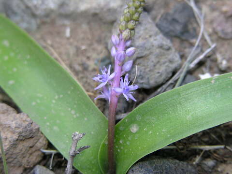 Image de Scilla haemorrhoidalis Webb & Berthel.