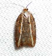 Image of Eastern Black-headed Budworm Moth