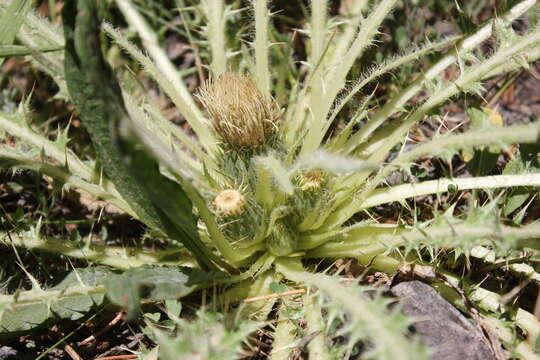 Image of Cirsium scariosum var. americanum (A. Gray) D. J. Keil