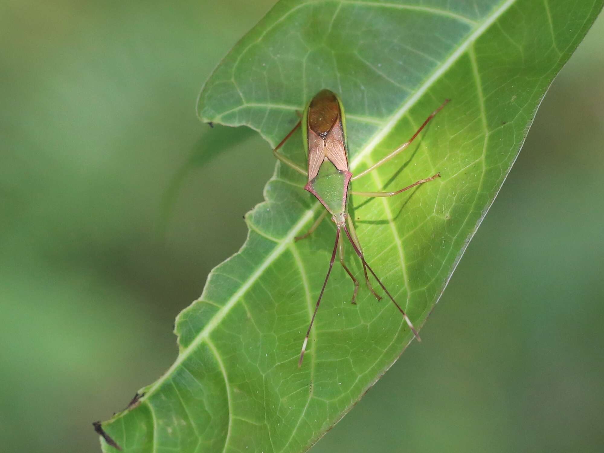 Plancia ëd Homoeocerus (Anacanthocoris) striicornis Scott 1874