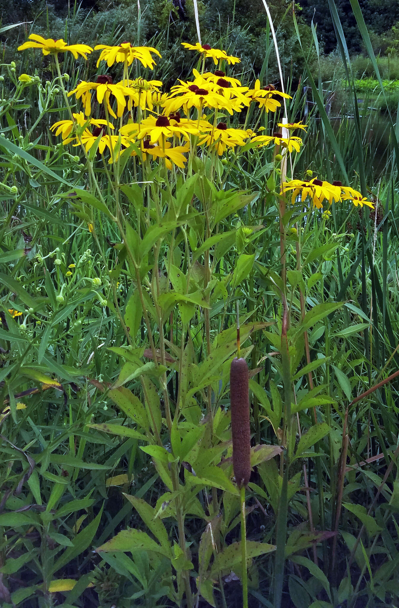 Image of sweet coneflower