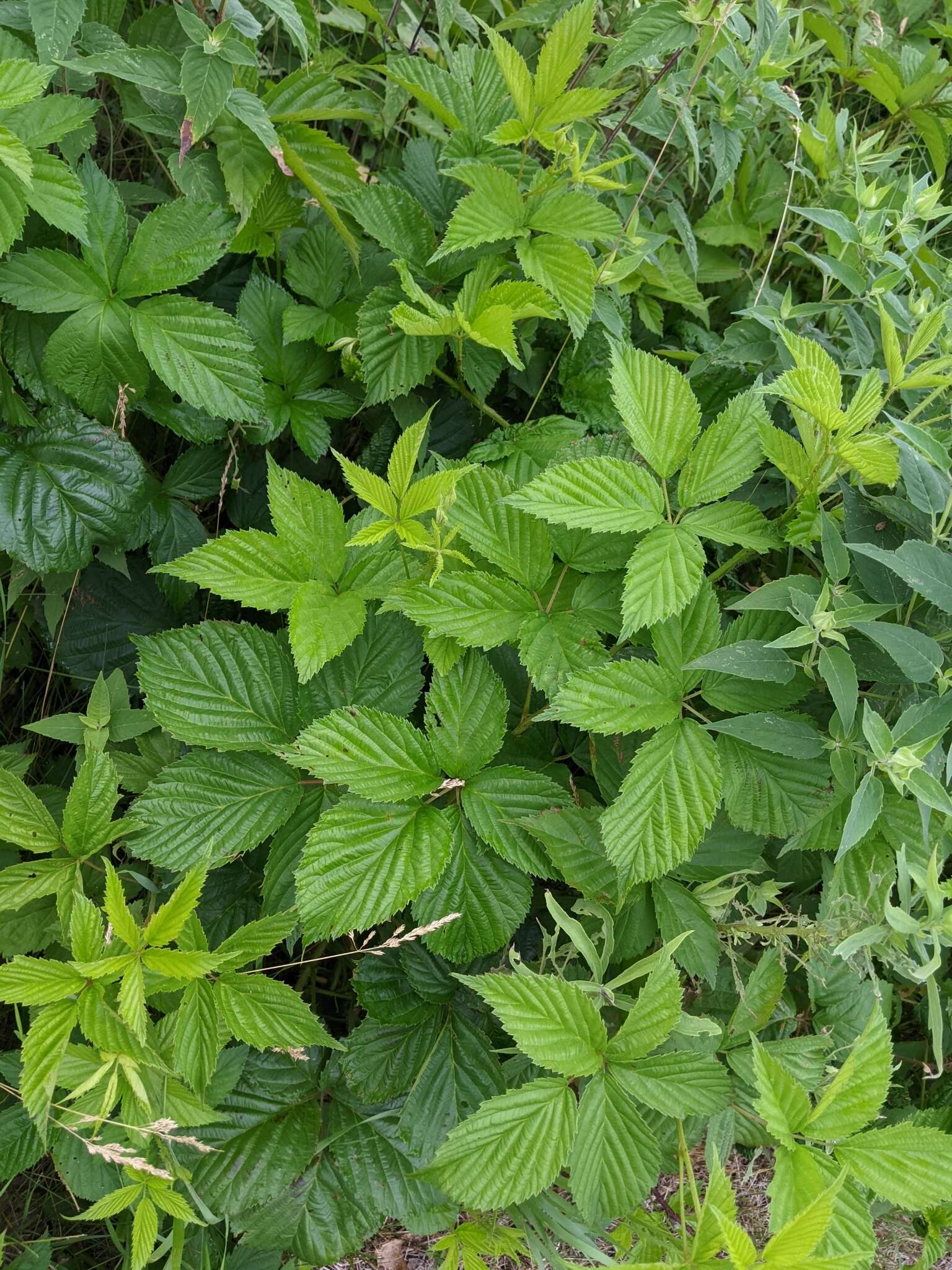 Image of Wisconsin blackberry