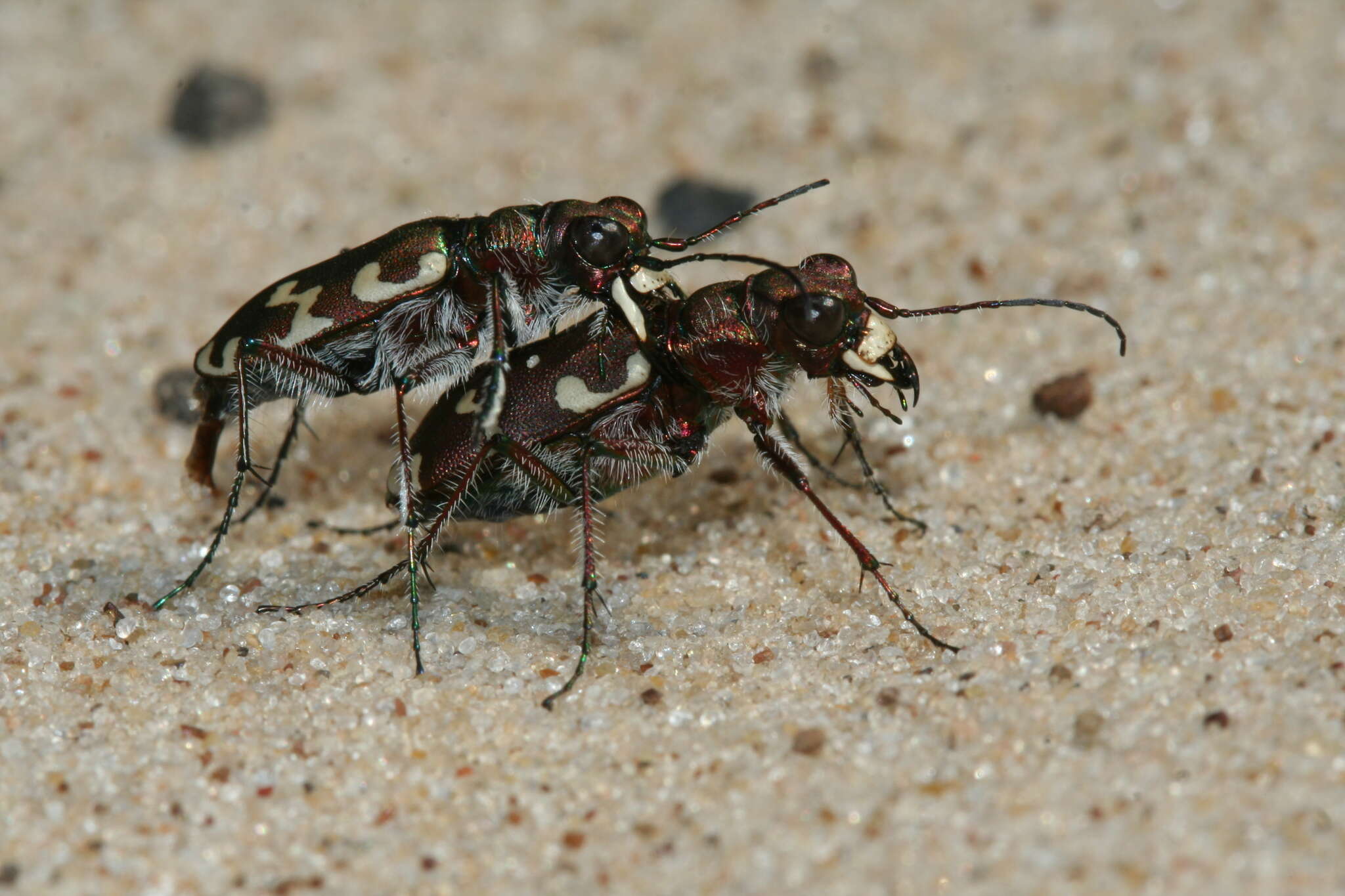 Image of Northern dune tiger beetle