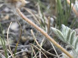 Image of haresfoot locoweed