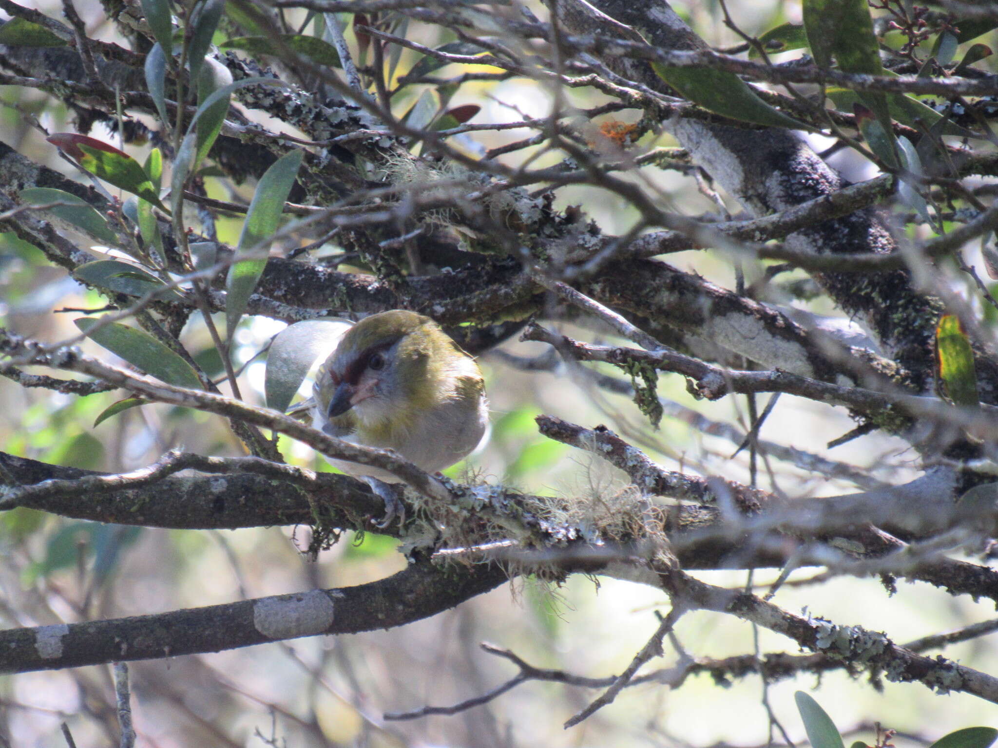 Plancia ëd Cyclarhis nigrirostris Lafresnaye 1842