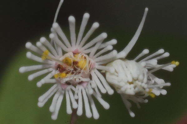 صورة Euphorbia eglandulosa V. W. Steinm.