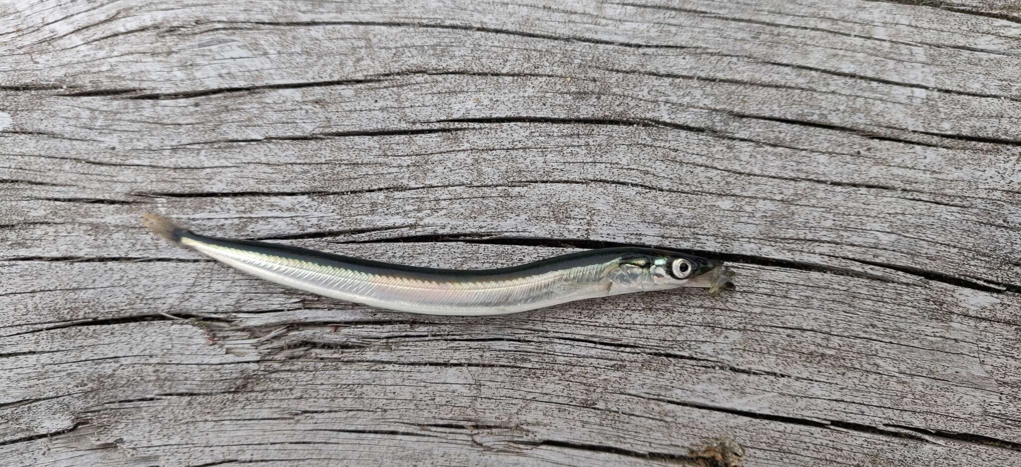 Image of Pacific sand lance