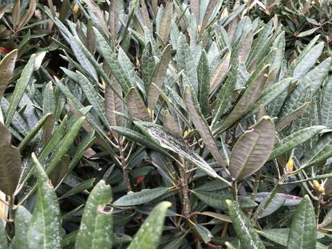 Image of Rhododendron formosanum Hemsl.