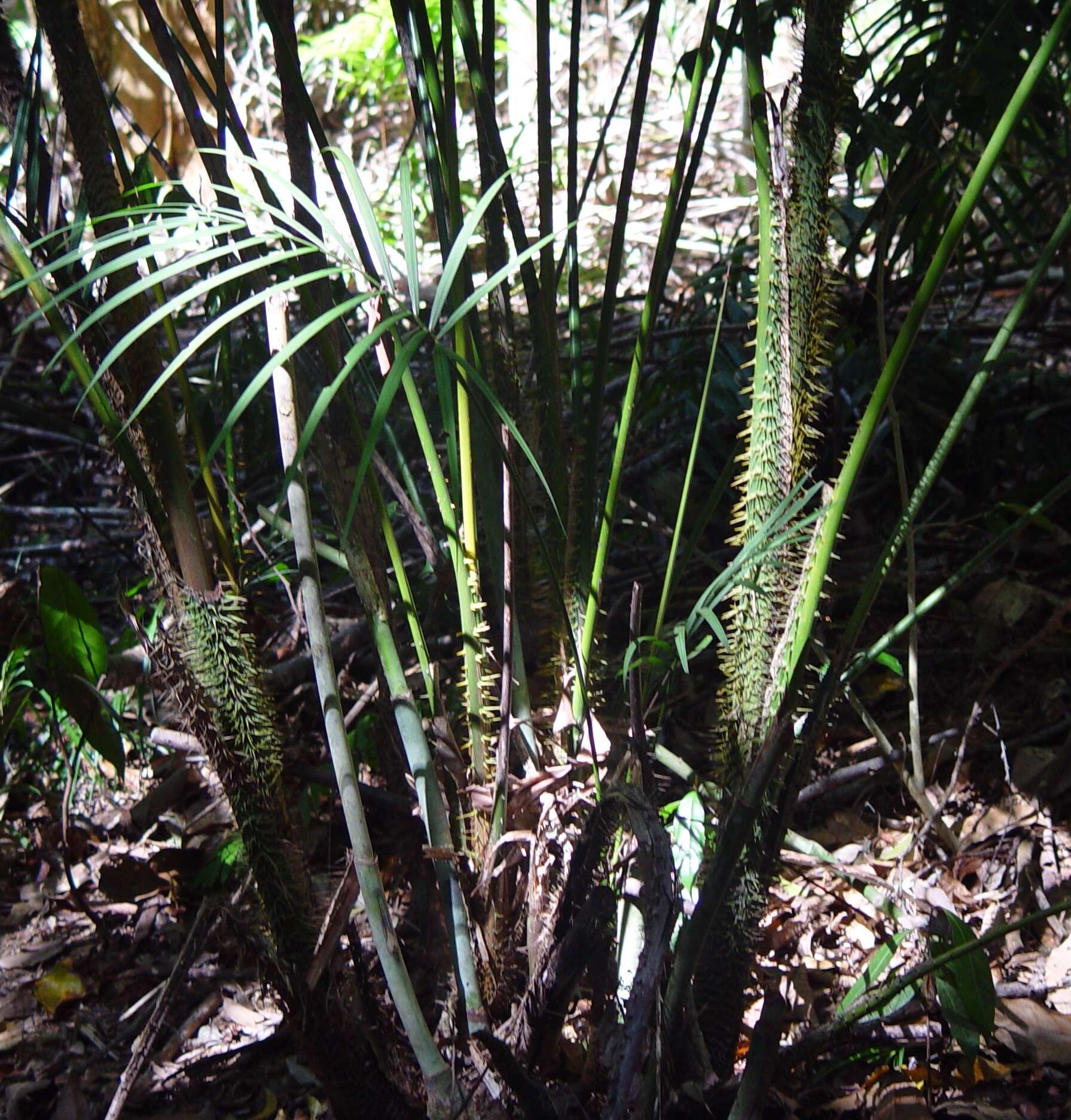 Image of large Lawyer Cane