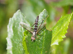 Image of Taenogerella elizabethae Winterton, Irwin & Yeates 1999