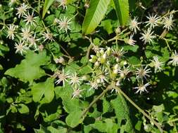 Image of Lowveld veronia