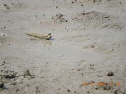 Image of Blue-spotted Mudskipper