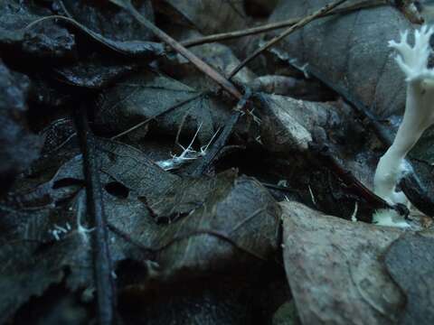 Image of Lentaria micheneri (Berk. & M. A. Curtis) Corner 1950