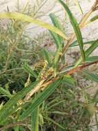 Image of Willow-Leaved Water Croton