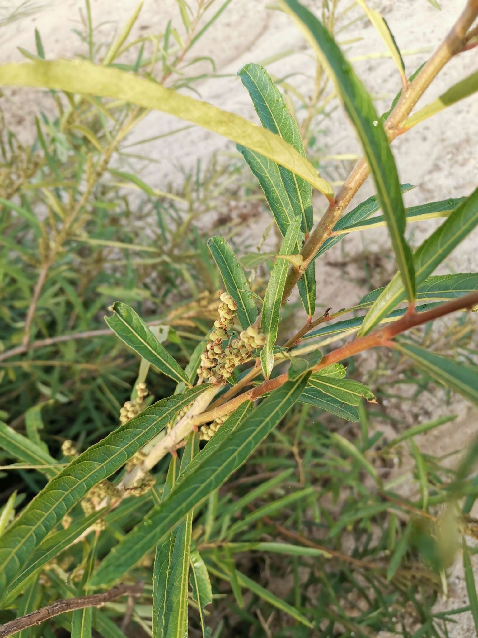 Image of Willow-Leaved Water Croton