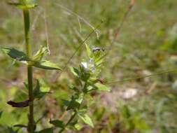 Image de Gratiola pilosa Michx.