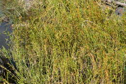 Image of three-way sedge