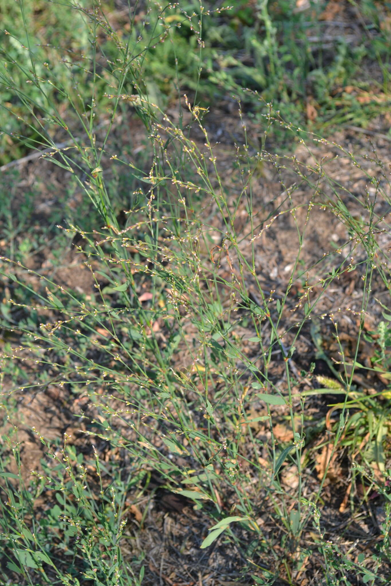 Image of Bellard's smartweed