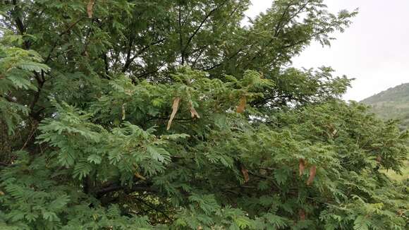 Imagem de Albizia amara (Roxb.) B. Boivin