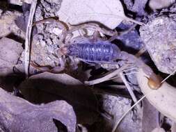 Image of California Common Scorpion