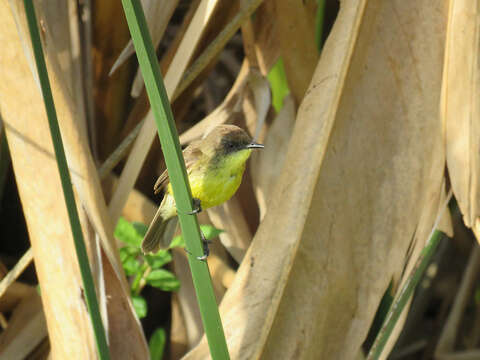 Image of Warbling Doradito