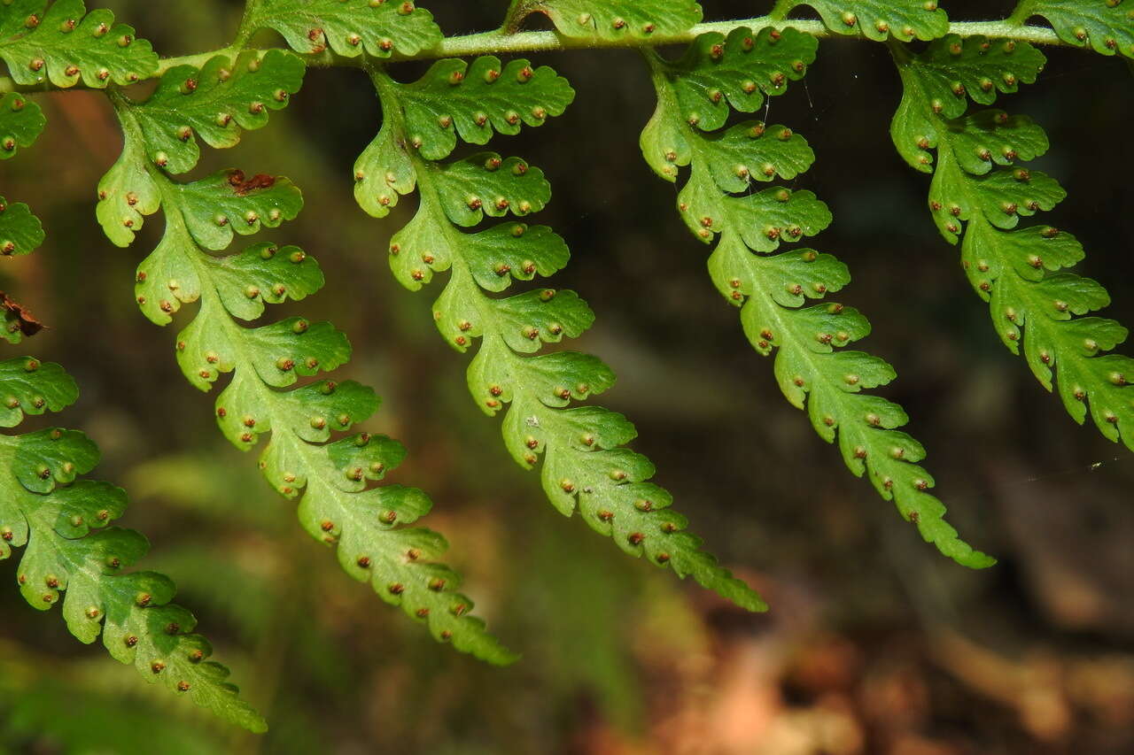 Image of Limp-Leaf Fern