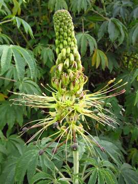 Image of Cleome anomala Kunth