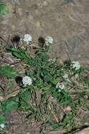 Plancia ëd Lobularia maritima subsp. maritima