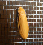 Image of orange footman