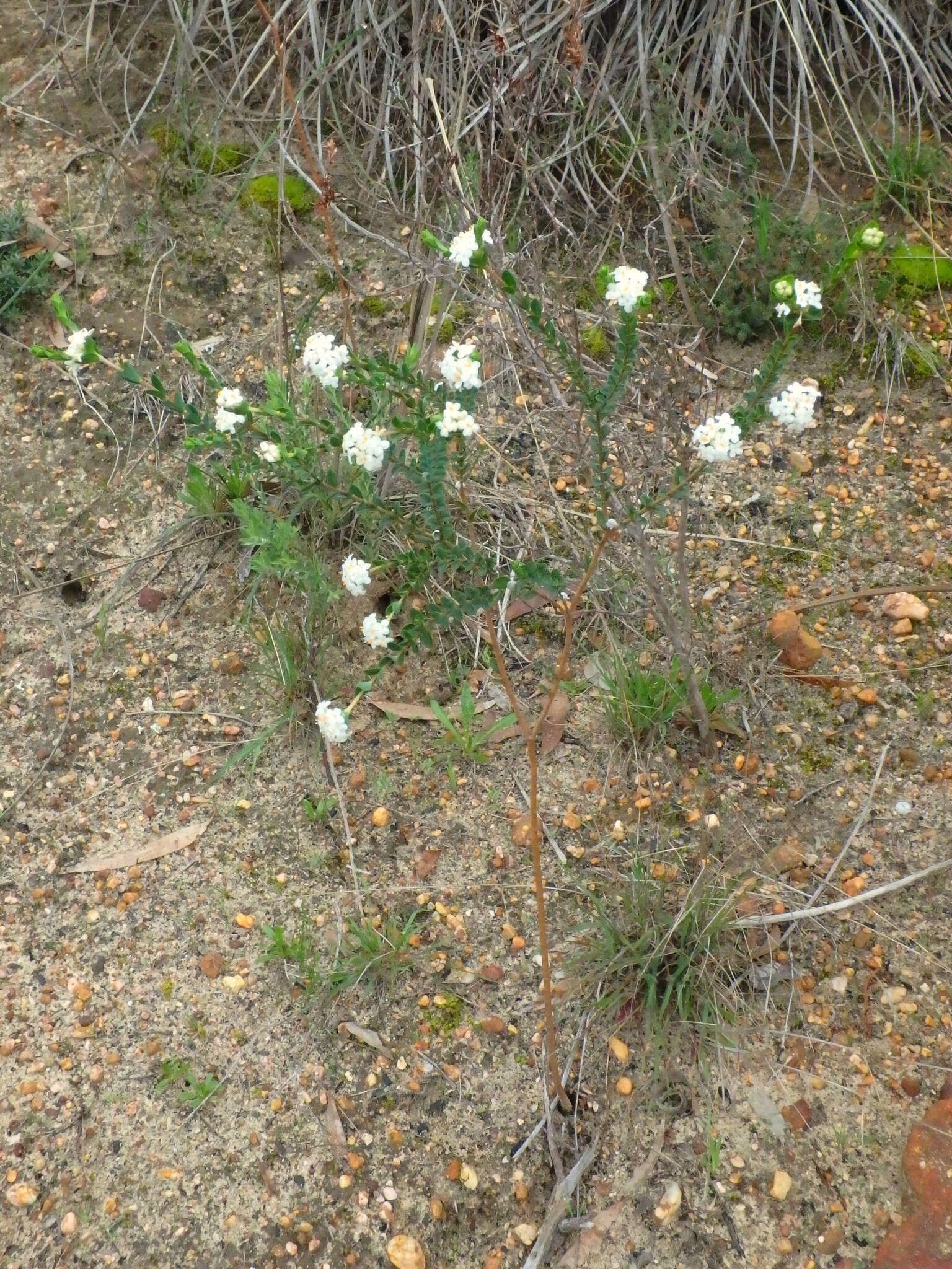 Image of Pimelea flava subsp. dichotoma (Schldl.) Threlfall