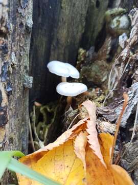 Image of Clitocybe truncicola (Peck) Sacc. 1887