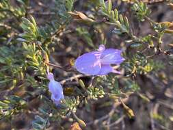 Imagem de Eremophila pustulata S. Moore