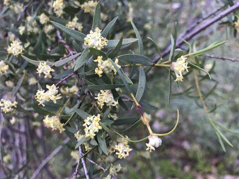 Image of Pimelea microcephala subsp. microcephala