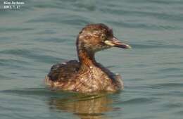 Image of Little Grebe