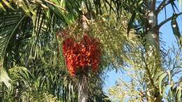 Image of Carpentaria acuminata (H. Wendl. & Drude) Becc.