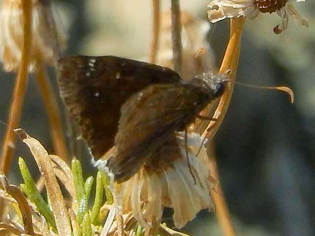 Image of Mournful Duskywing