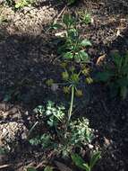 Слика од Lomatium repostum (Jepson) Mathias